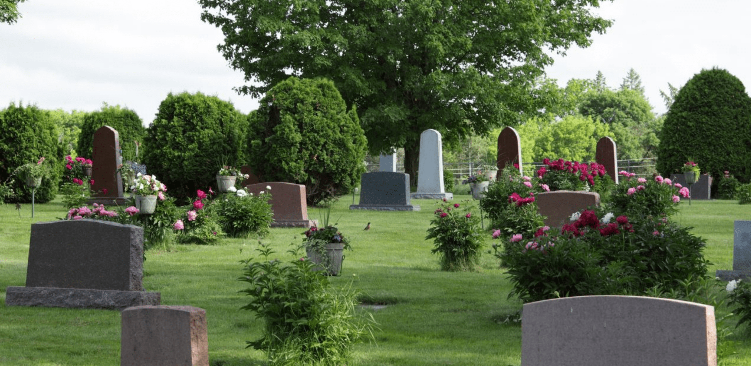 Beautiful cemetery with headstones and tree